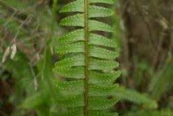 Nephrolepis flexuosa. Adaxial surface of mature frond showing pinnae with obtuse apices, shallowly lobed margins, and veins ending in hydathodes.
 Image: L.R. Perrie © Leon Perrie CC BY-NC 3.0 NZ